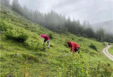 Almpflege_Arbeiten auf der Wiese