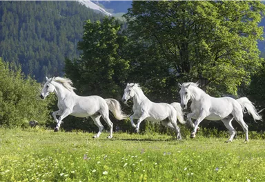Drei weiße Pferde gallopieren über eine grüne Wiese. Im Hintergrund sind Bäume und Berge zu sehen.
