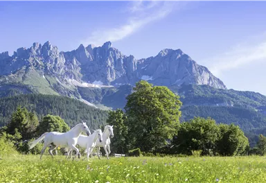 Drei weiße Pferde stehen auf einer grünen Wiese vor majestätischen Bergen. Der Himmel ist klar und die Landschaft strahlt Ruhe aus.