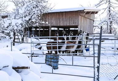 A group of llamas stands in a snowy enclosure. In the background, you can see a wooden barn and snow-covered trees.