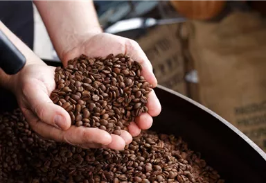 Frische Kaffeebohnen in den Händen einer Person. Die Bohnen sind dunkelbraun und glänzen.