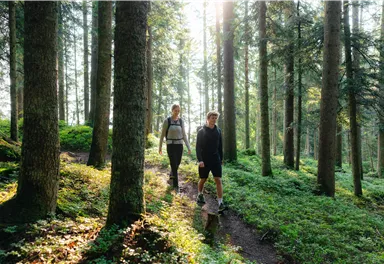 Zwei Personen wandern durch einen sonnigen Wald. Die Bäume und das grüne Unterholz sorgen für eine erfrischende Atmosphäre.