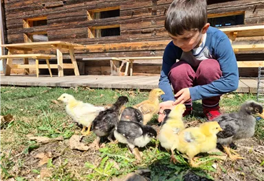 A boy is sitting on the grass and feeding small chicks. In the background, a wooden hut can be seen.