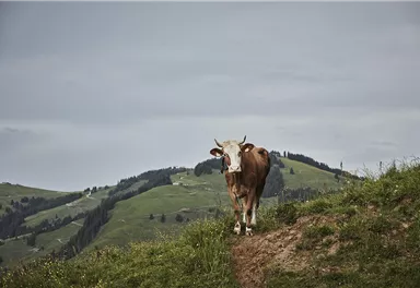 Eine Kuh steht auf einer Wiese mit sanften Hügeln im Hintergrund. Der Himmel ist bewölkt und die Landschaft ist grün.