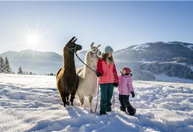 Eine Familie mit zwei Lamas steht im Schnee. Im Hintergrund sind Berge und ein klarer Himmel zu sehen.