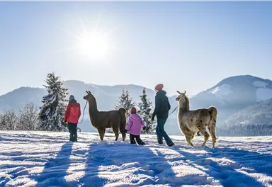 Eine Familie geht mit Lamas auf einem verschneiten Feld. Im Hintergrund sind Berge und ein klarer blauer Himmel zu sehen.