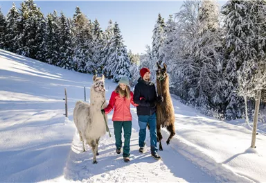 Zwei Personen gehen mit Lamas auf einem verschneiten Weg. Im Hintergrund sind schneebedeckte Bäume zu sehen.
