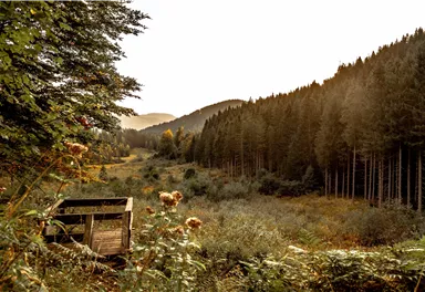 A peaceful forest landscape with tall fir trees and gentle hills in the background. In the foreground stands a small wooden platform, surrounded by nature.