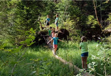 A group of children is playing in the forest and balancing on a tree trunk. The surroundings are green and surrounded by trees.