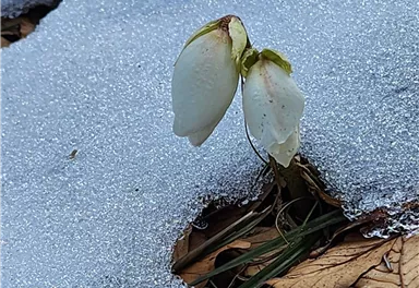 Eine Schneerose blüht aus dem Schnee. Der Boden ist mit Laub und glitzerndem Schnee bedeckt.