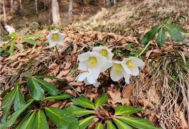 Weiße Blumen wachsen zwischen braunen Blättern und grünen Blättern im Wald. Die Umgebung ist ruhig und natürlich.