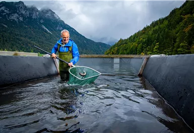 Ein Mann steht in einem Wasserbecken und fängt Fische mit einem Netz. Im Hintergrund sind Berge und Wälder zu sehen.