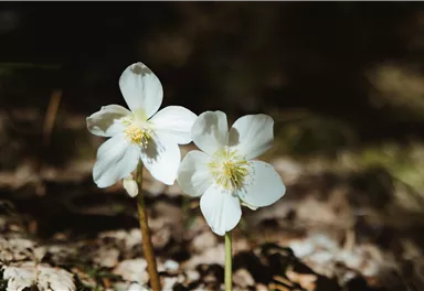 Zwei weiße Blumen mit gelben Mittelpunkten wachsen auf dem Boden. Die Umgebung ist schattig und natürlich.