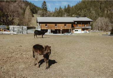Eine kleine Kalb steht auf einer Wiese vor einem rustikalen Holzhaus. Im Hintergrund sind Bäume und eine weitere schwarze Kuh sichtbar.