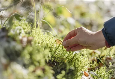 Eine Hand berührt sanft das grüne Moos am Boden. Im Hintergrund sind verschwommene Naturdetails zu sehen.