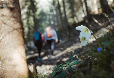 Eine Blüte im Vordergrund wächst am Waldboden, während im Hintergrund zwei Wanderer einen Weg entlanggehen. Die Szenerie ist von Bäumen umgeben und strahlt eine ruhige, natürliche Atmosphäre aus.