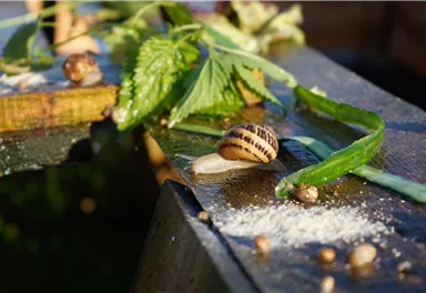 A snail crawled over a damp wooden surface. Fresh plant debris and small grains lie around it.