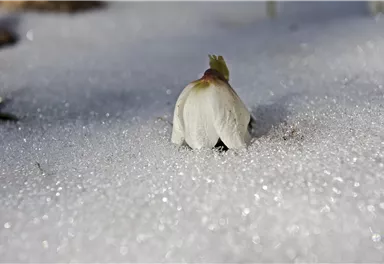 Eine einzelne Blüte auf einer schneebedeckten Fläche. Der Schnee glitzert im Sonnenlicht.