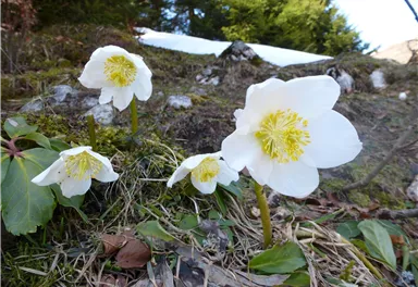 Weiße Blumen mit gelben Mitte wachsen in der Natur. Im Hintergrund sind grüne Bäume und schneebedeckte Flächen sichtbar.