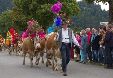 Eine traditionell geschmückte Kuhparade mit bunten Blumen und festlich gekleideten Menschen. Im Vordergrund führt ein Landwirt die Tiere die Straße entlang.