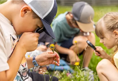 A group of children examines flowers in a meadow. They use magnifying glasses and other tools to explore nature.