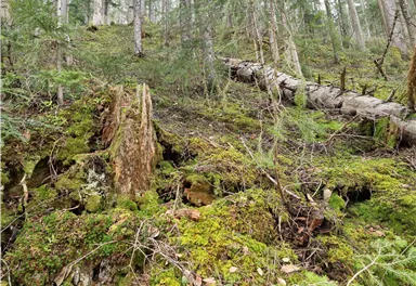 A green forest floor with moss, tree stumps, and fallen wood. In the background, tall trees are visible.