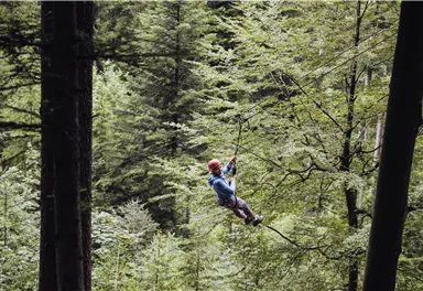 Eine Person schwingt an einem Seil zwischen Bäumen in einem Wald. Die Umgebung ist grün und üppig, mit vielen Blättern und Pflanzen.