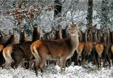 Eine Gruppe von Rehen steht im verschneiten Wald. Die Landschaft ist ruhig und winterlich mit Schnee auf den Bäumen.