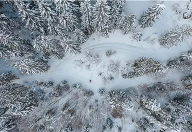 Eine verschneite Winterlandschaft mit hohen Tannenbäumen. Ein kurvenreicher Weg führt durch die stille, weiße Landschaft.