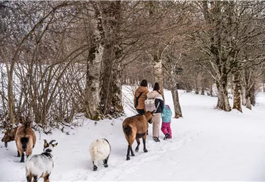 Zwei Erwachsene und ein Kind gehen im Schnee, begleitet von Ziegen. Die Umgebung ist von schneebedeckten Bäumen geprägt.