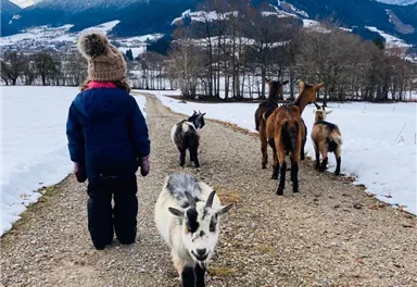 A child with a cap is walking along a path, followed by several goats. In the background, snow-covered mountains and a cloudy sky can be seen.