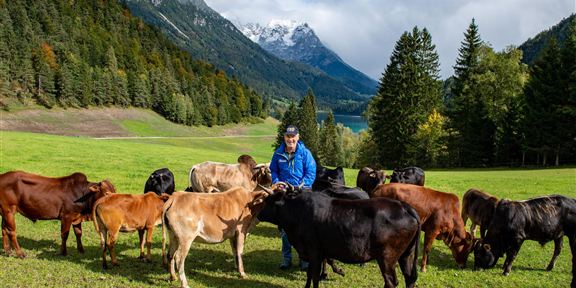 A man stands in a green meadow surrounded by cows. In the background, mountains and a blue sky are visible.