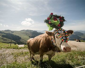 Eine Kuh mit einem bunten Blumenkranz steht auf einer grünen Wiese. Im Hintergrund sind Hügel und ein blauer Himmel zu sehen.