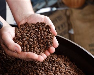 Frische Kaffeebohnen in den Händen einer Person. Die Bohnen sind dunkelbraun und glänzen.
