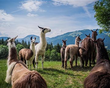 A group of llamas is standing on a green meadow. In the background, mountains and a blue sky can be seen.