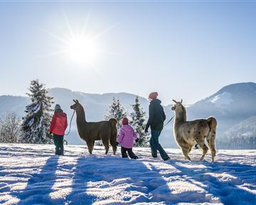 A family is walking with llamas through a snow-covered landscape. The sun shines brightly in the clear sky above the mountains.