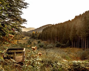 Eine ruhige Waldlandschaft mit hohen Tannen und sanften Hügeln im Hintergrund. Im Vordergrund steht eine kleine Holzplattform, umgeben von Natur.