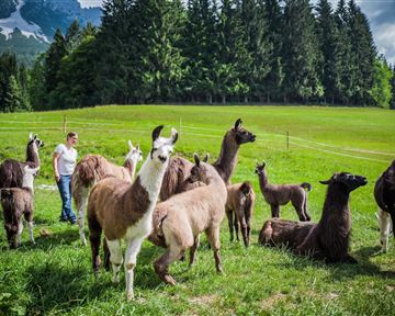 A group of llamas is standing on a green meadow. In the background, a forest and hilly landscapes can be seen.