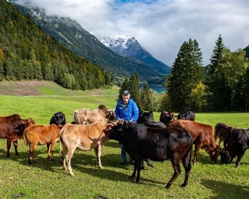 Ein Mann steht in einer grünen Wiese umgeben von Kühen. Im Hintergrund sind Berge und ein blauer Himmel sichtbar.