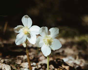 Zwei weiße Blumen mit gelben Mittelpunkten wachsen auf dem Boden. Die Umgebung ist schattig und natürlich.