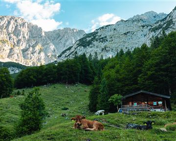 An idyllic alpine pasture with cows, surrounded by green meadows and majestic mountains. In the background, a cozy wooden house stands under a clear sky.