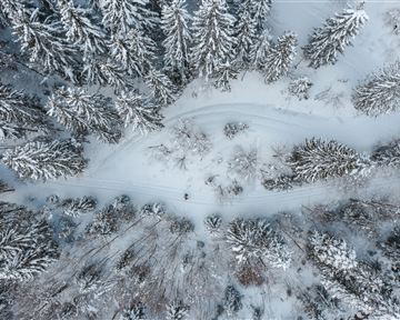A snowy winter landscape with tall fir trees. A winding path leads through the quiet, white scenery.