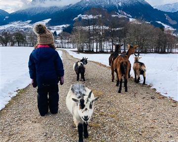 A child with a cap is walking along a path, followed by several goats. In the background, snow-covered mountains and a cloudy sky can be seen.