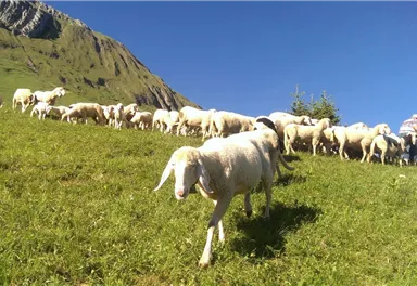 Eine Herde von Schafen auf einer grünen Wiese. Im Hintergrund sind Berge und ein klarer Himmel zu sehen.