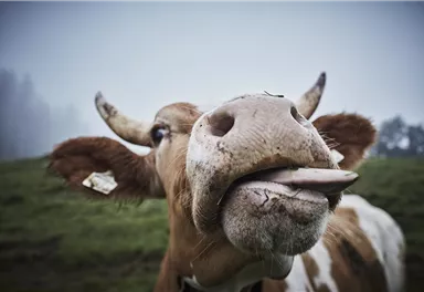 Eine Kuh steht auf einer Wiese und zeigt die Zunge. Der Hintergrund ist neblig und es wirkt ländlich.