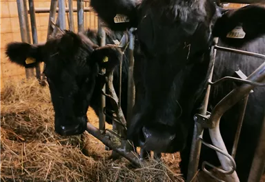 Zwei schwarze Kühe stehen in einem Stall und fressen Heu. Im Hintergrund sind Futtertröge sichtbar.
