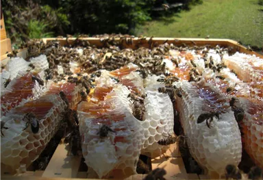 A beehive with honeycomb surrounded by many bees. The combs are partially filled with golden honey.