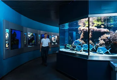 Ein Besucher geht an großen Aquarien vorbei. Die Aquarien zeigen bunte Fische und Korallen in einem blau beleuchteten Raum.