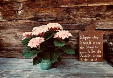 Au Hochalm Blume