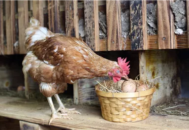 Au Hochalm Huhn